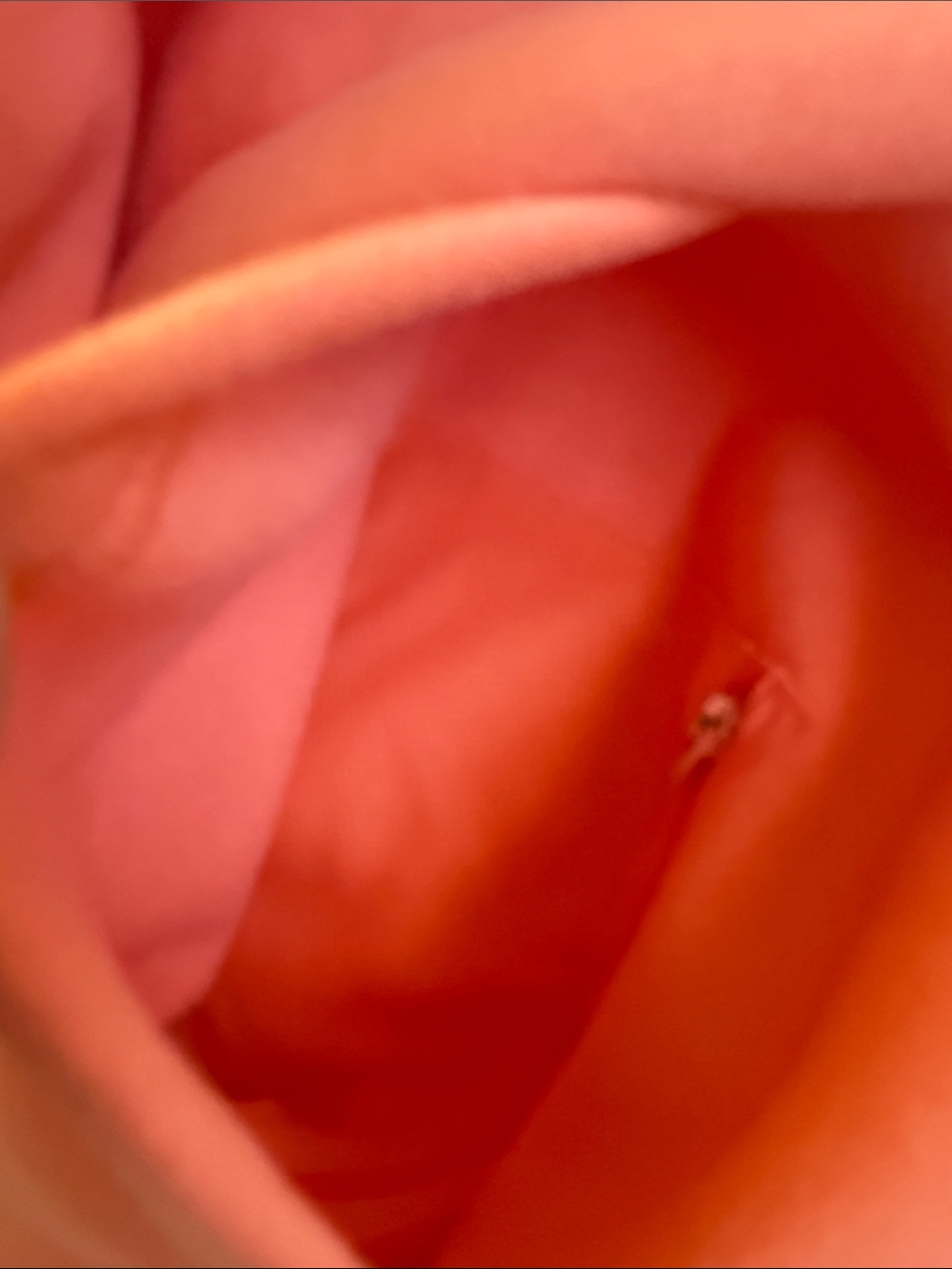 Women's Coral Zip-Up Hoodie - Picture 7 of 12